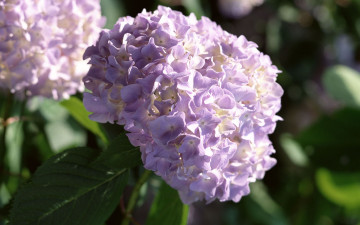 Картинка цветы гортензия