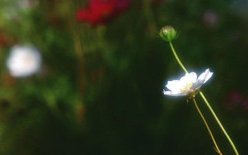 Картинка цветы космея