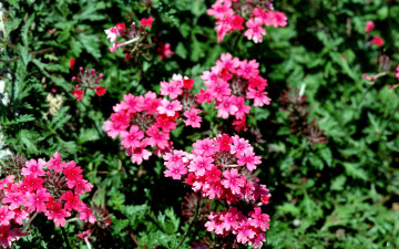 Картинка цветы лантана вербена