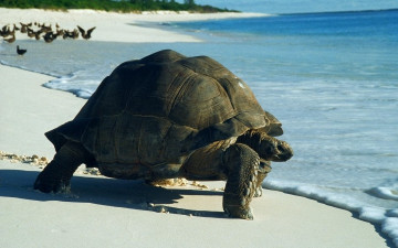 Картинка животные Черепахи