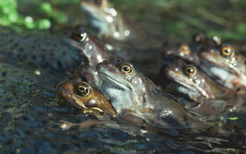 Картинка животные лягушки