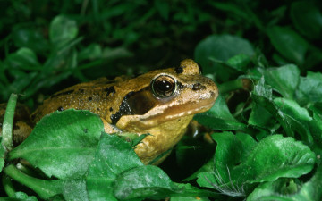 Картинка животные лягушки