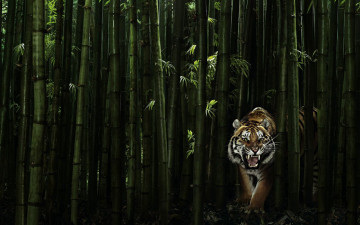 Картинка животные тигры