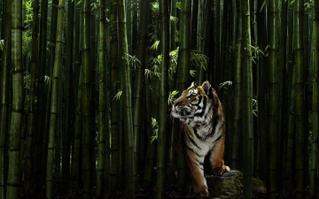 обоя животные, тигры