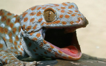 Картинка животные Ящерицы игуаны вараны