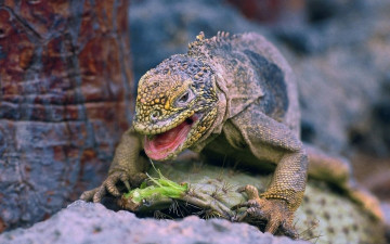 Картинка животные Ящерицы игуаны вараны