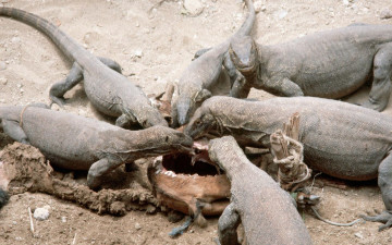 Картинка животные Ящерицы игуаны вараны