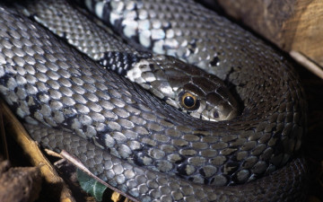 Картинка животные змеи питоны кобры