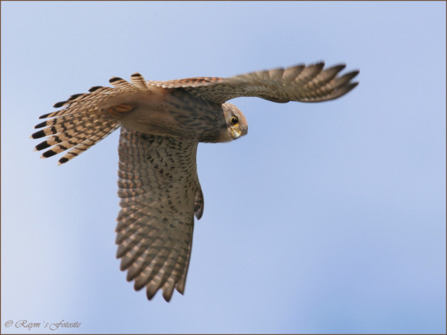 Обои картинки фото животные, птицы, хищники