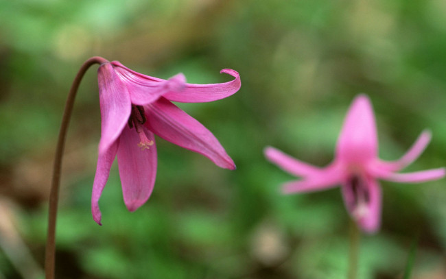 Обои картинки фото цветы