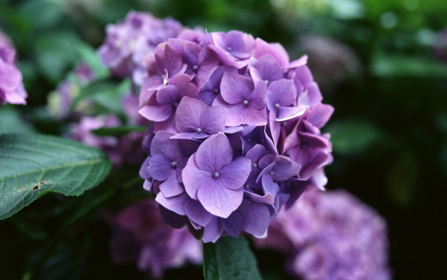 Обои картинки фото цветы, гортензия
