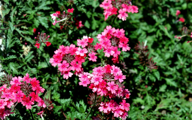 Обои картинки фото цветы, лантана, вербена