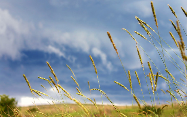 Обои картинки фото природа, макро