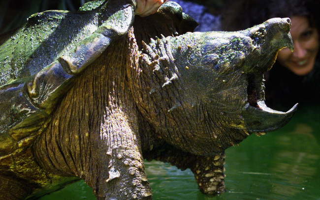 Обои картинки фото животные, Черепахи