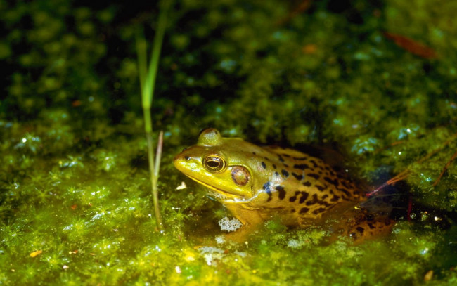 Обои картинки фото животные, лягушки