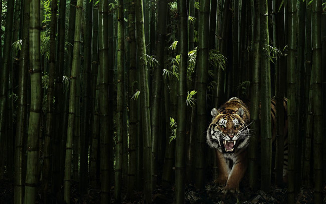 Обои картинки фото животные, тигры