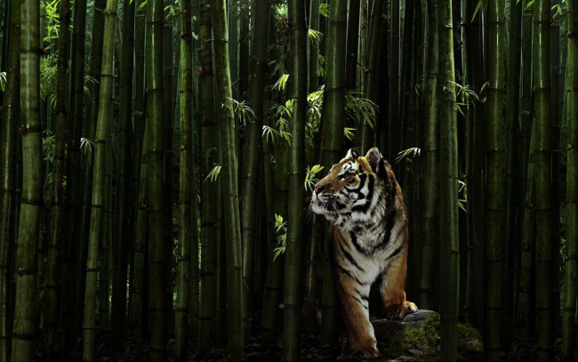 Обои картинки фото животные, тигры