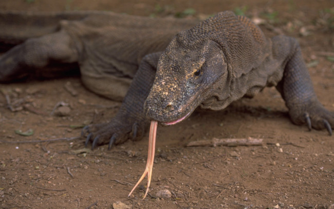 Обои картинки фото животные, Ящерицы, игуаны, вараны