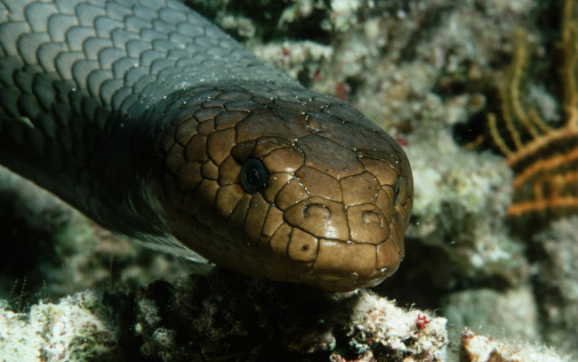 Обои картинки фото животные, змеи, питоны, кобры