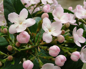 Картинка цветы цветущие деревья кустарники