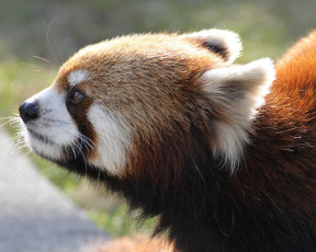 Картинка животные панды