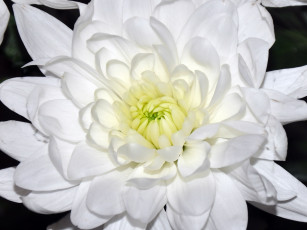 обоя цветы, хризантемы