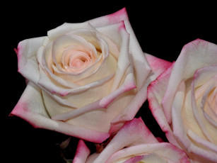 Картинка цветы розы