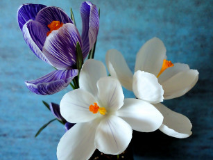 Картинка крокусы цветы