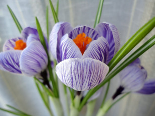 Картинка крокусы цветы