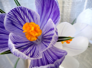 Картинка крокусы цветы