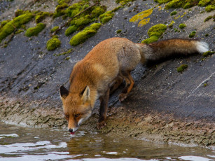 Картинка животные лисы