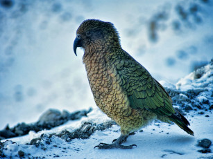 Картинка животные попугаи