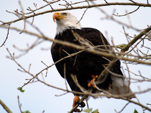 Картинка животные птицы хищники