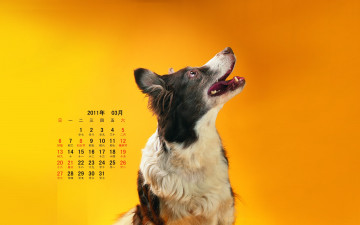обоя календари, животные