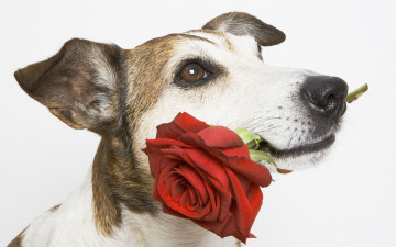 Картинка праздником животные собаки