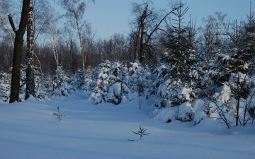 Картинка природа зима