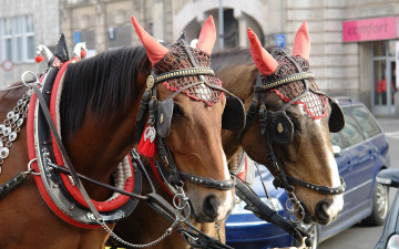 Картинка животные лошади