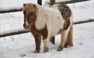 Картинка животные лошади