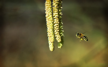 Картинка животные пчелы осы шмели