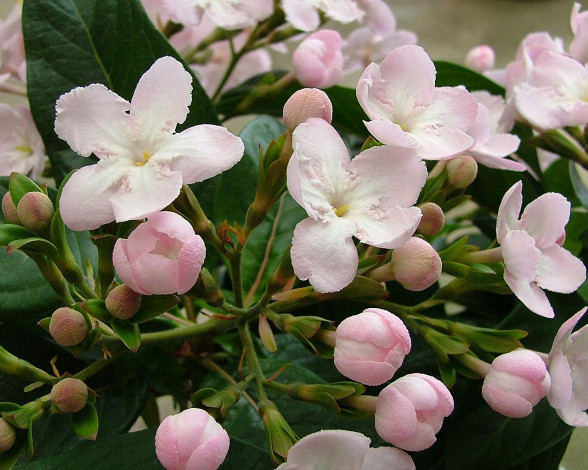 Обои картинки фото цветы, цветущие, деревья, кустарники