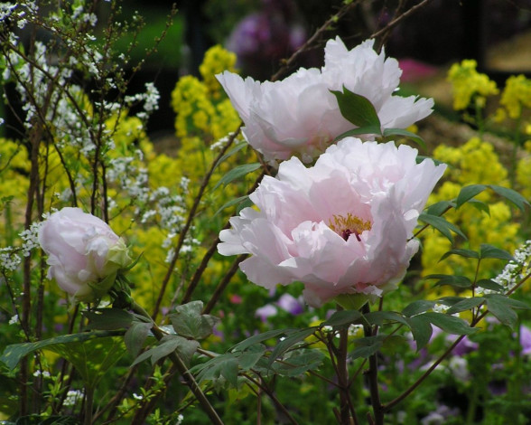 Обои картинки фото цветы, пионы