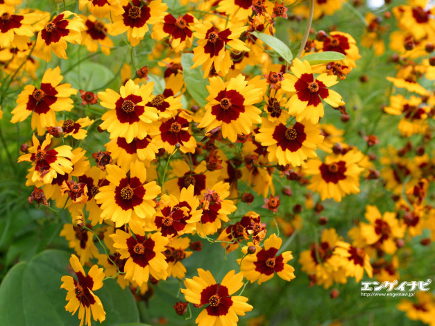 Обои картинки фото цветы, гайлардии, гелениумы