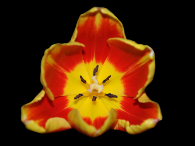 Обои картинки фото цветы, тюльпаны