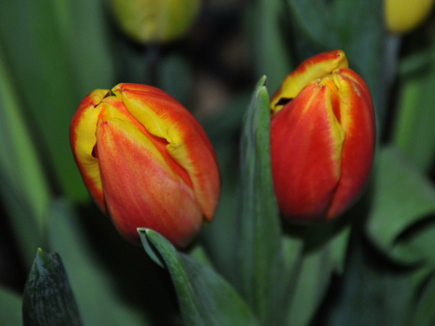 Обои картинки фото цветы, тюльпаны