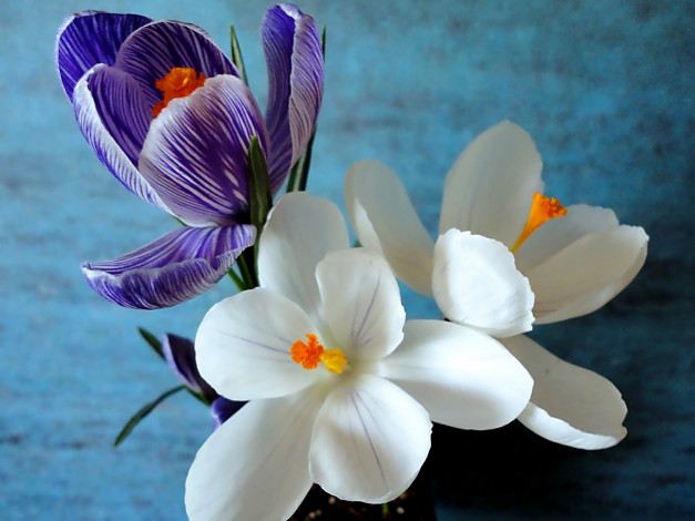 Обои картинки фото крокусы, цветы