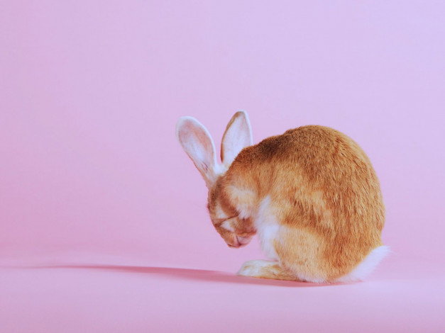 Обои картинки фото животные, кролики, зайцы