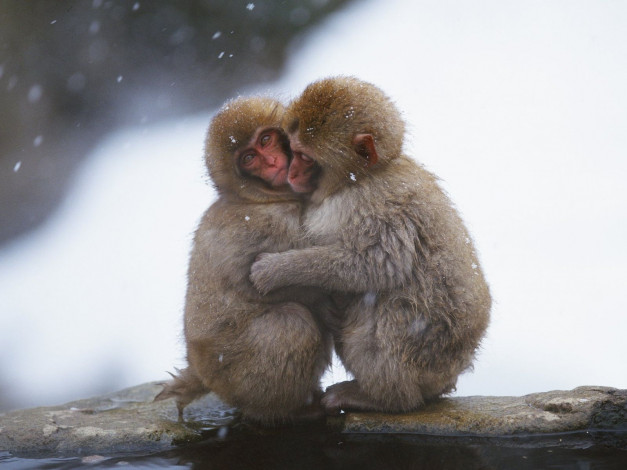 Обои картинки фото животные, обезьяны