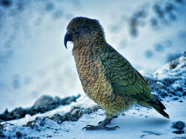 Обои картинки фото животные, попугаи