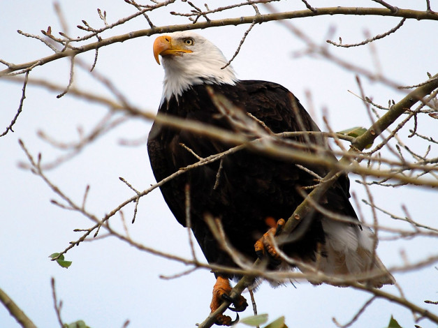 Обои картинки фото животные, птицы, хищники