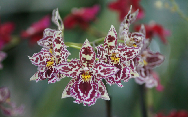 Обои картинки фото цветы, орхидеи